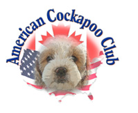 cockapoo puppies kennel club