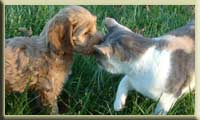 cockapoo puppy