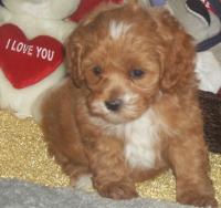 cockapoo for sale north east