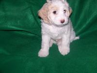 cockapoo for sale north east