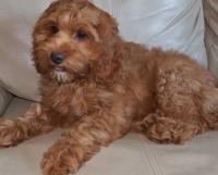 Cockapoos Breeders Registry American Cockapoo Club