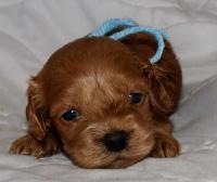 Cockapoos Breeders Registry American Cockapoo Club