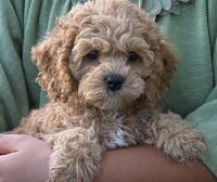 cockapoo kc registered breeders